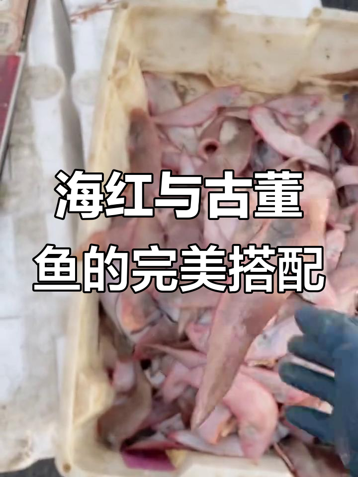 新鲜海货大丰收,赤壁鲤子、古董鱼一应俱全