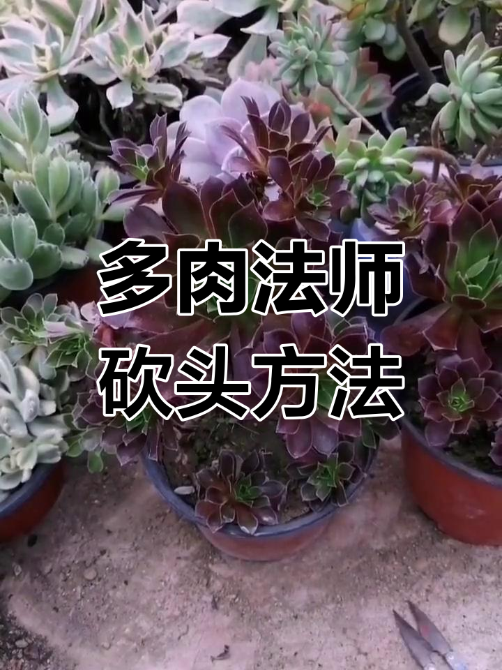 法师砍头技巧大揭秘,如何正确繁殖多肉植物