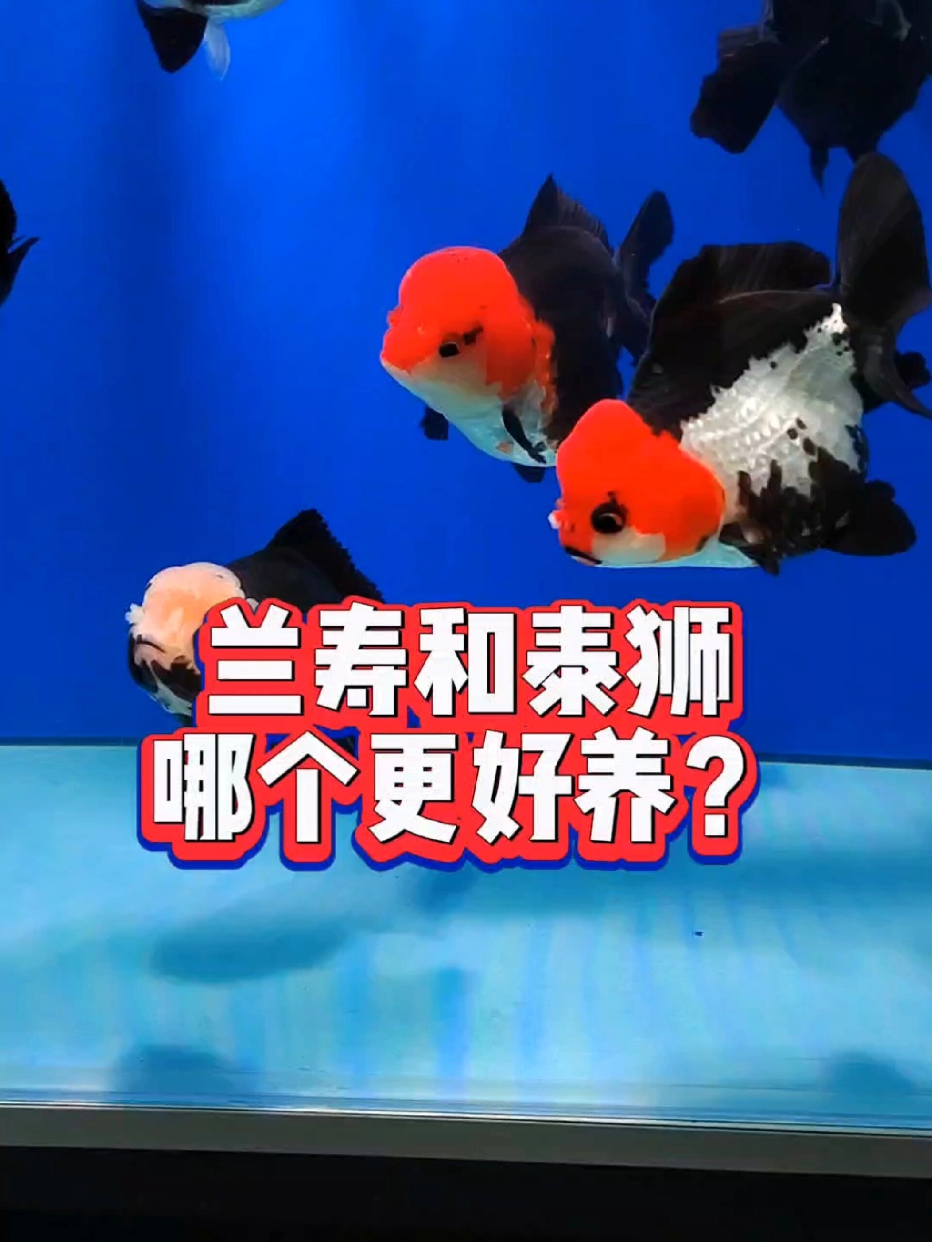 兰寿和泰狮金鱼哪个更好养?