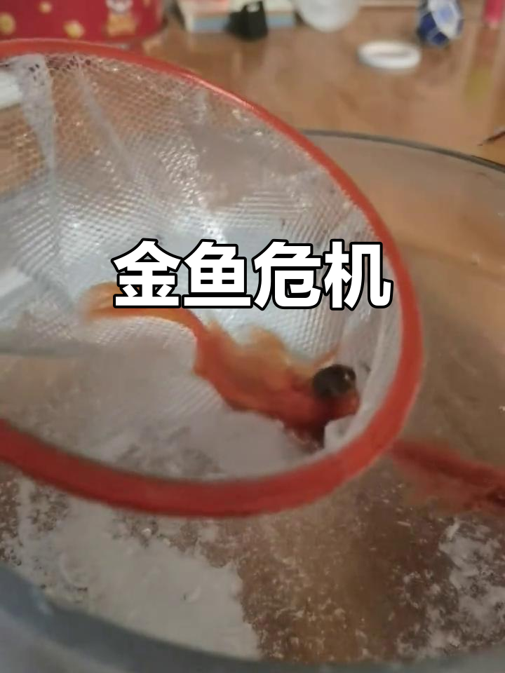 金鱼凸眼,手术风险高,其他鱼儿也岌岌可危