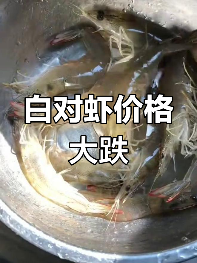 去年70元一斤,现在55元才信是野生白对虾,味道绝佳!