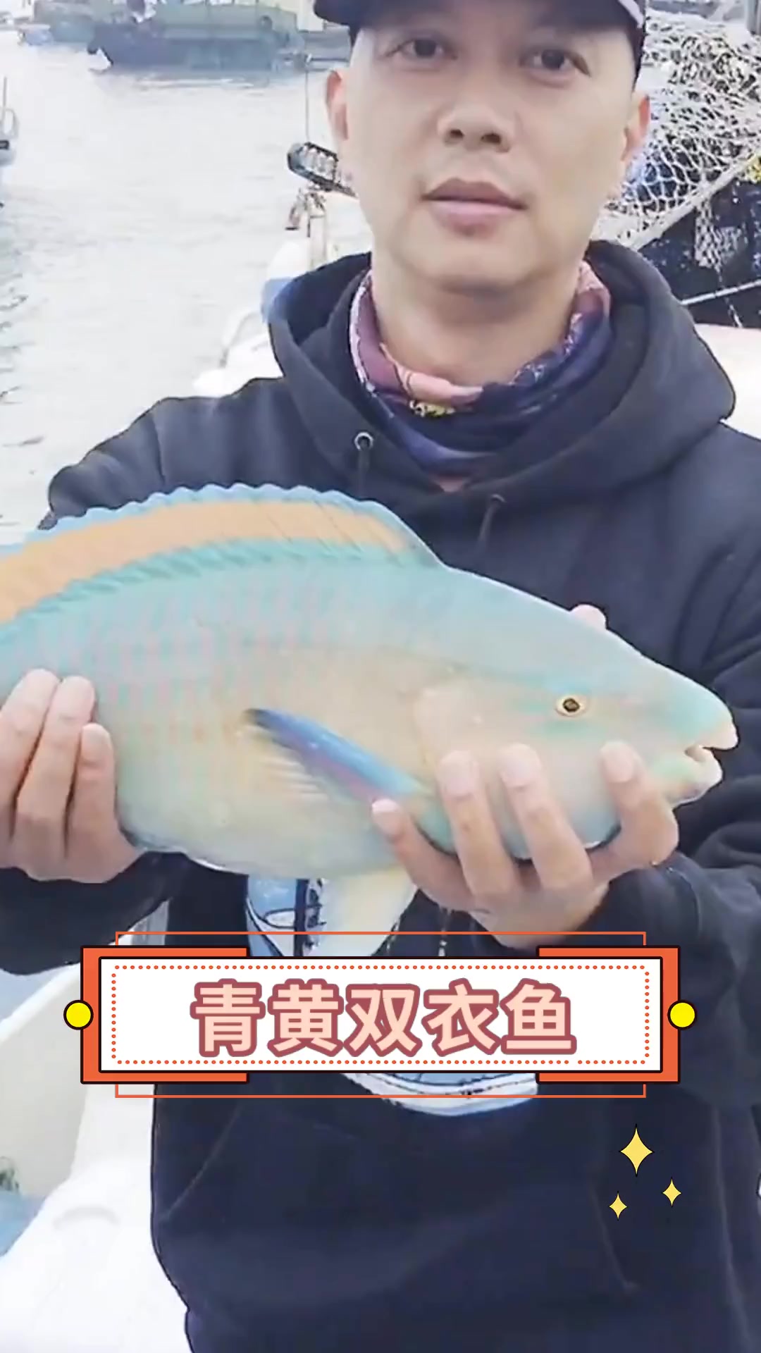 青黄双衣鱼