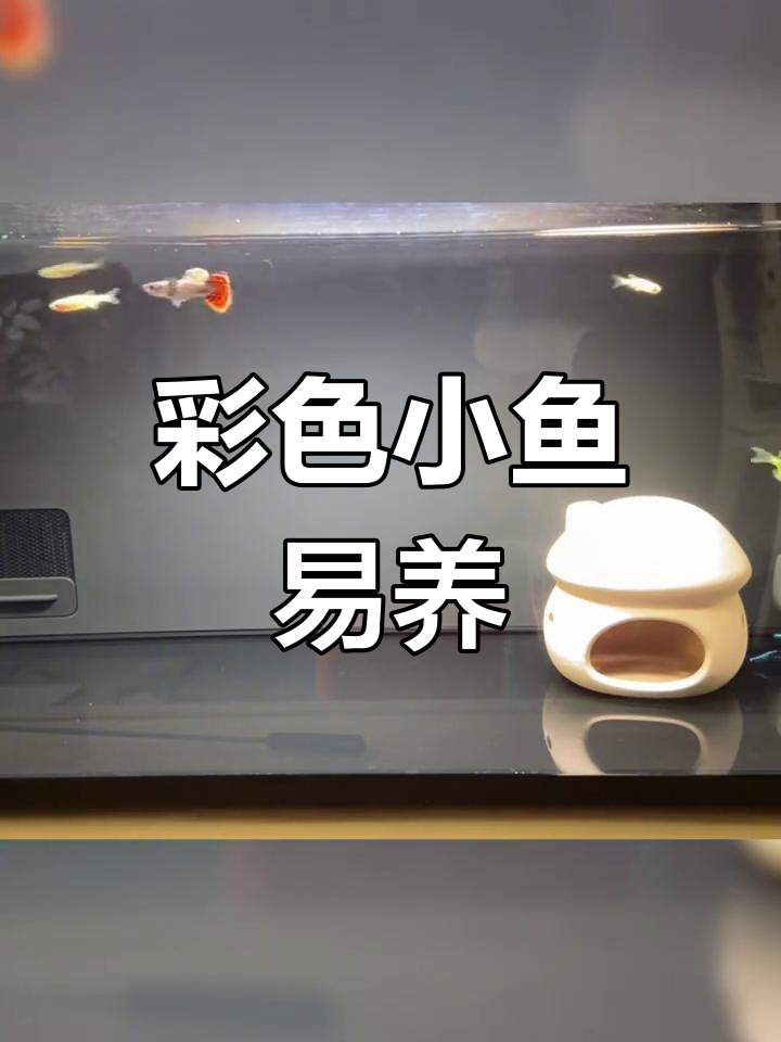 荧光斑马鱼,轻松饲养,色彩鲜艳,成长迅速!