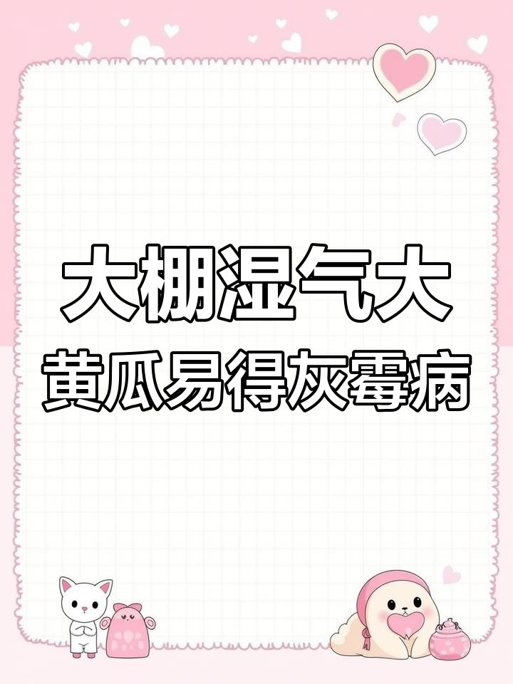 冬季大棚湿度高,黄瓜灰霉病频发!如何防治?