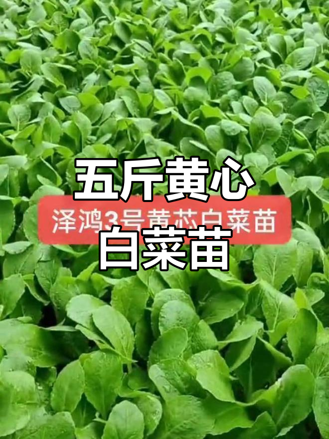 泽鹏三号黄心白菜苗,五斤重老品种,品质优良