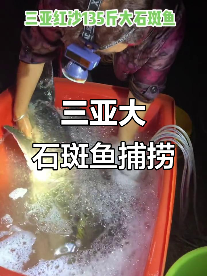 三亚红沙捕获135斤大石斑鱼,亲子游乐趣满满