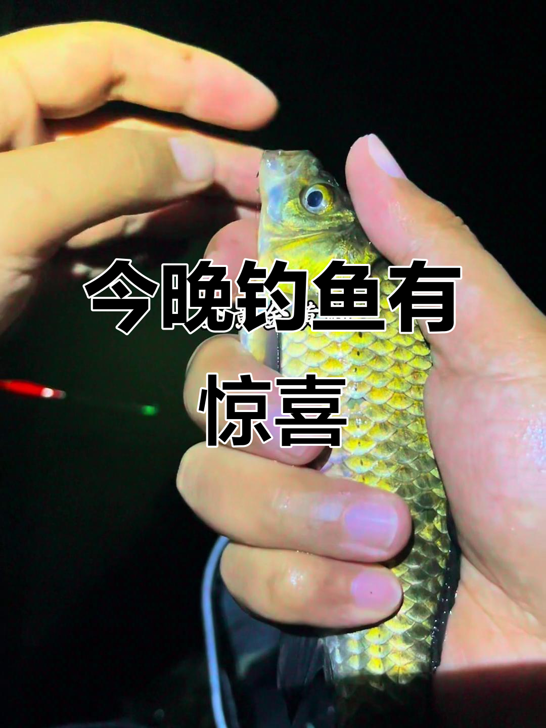 北京夜钓小收获，二三两鲫鱼不断上钩