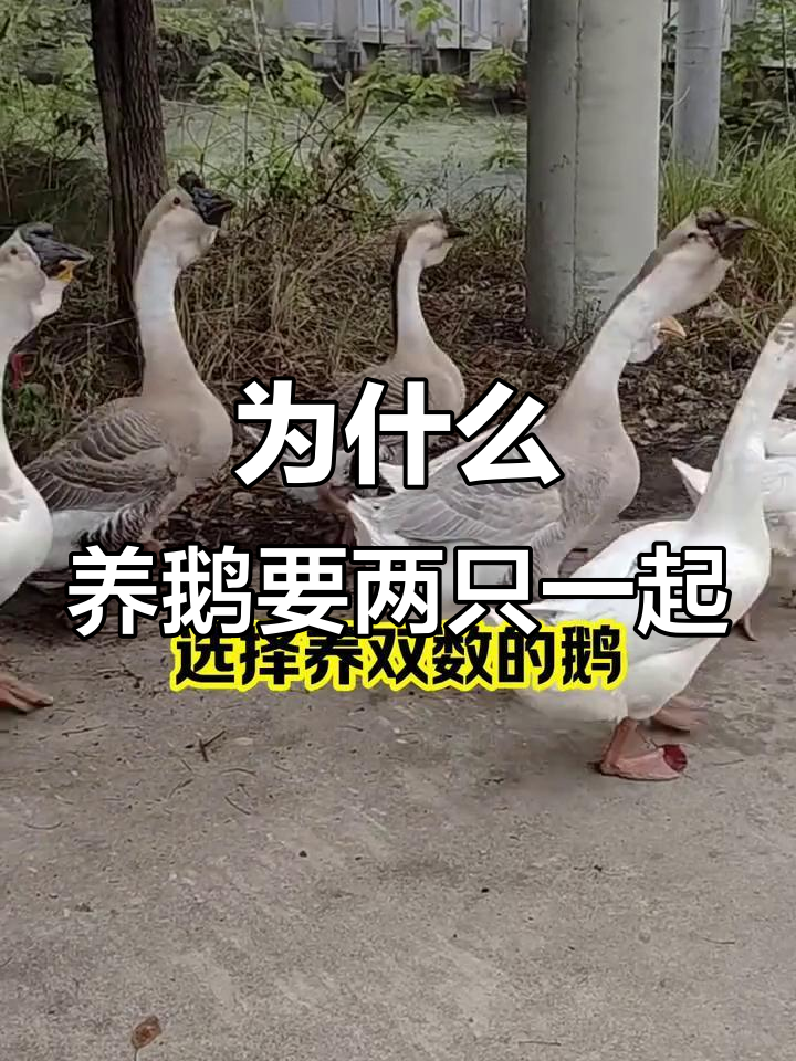养鹅为何要成双不成单?传统说法背后的真相