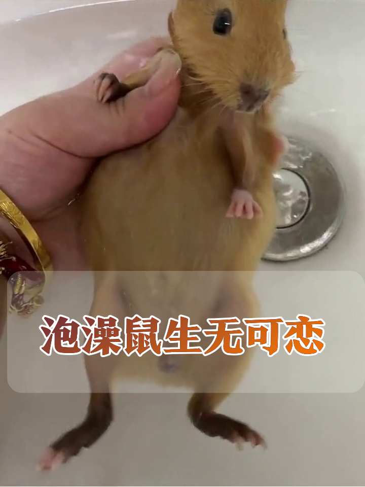 豚鼠洗澡秒变表情包,委屈小眼神萌化网友