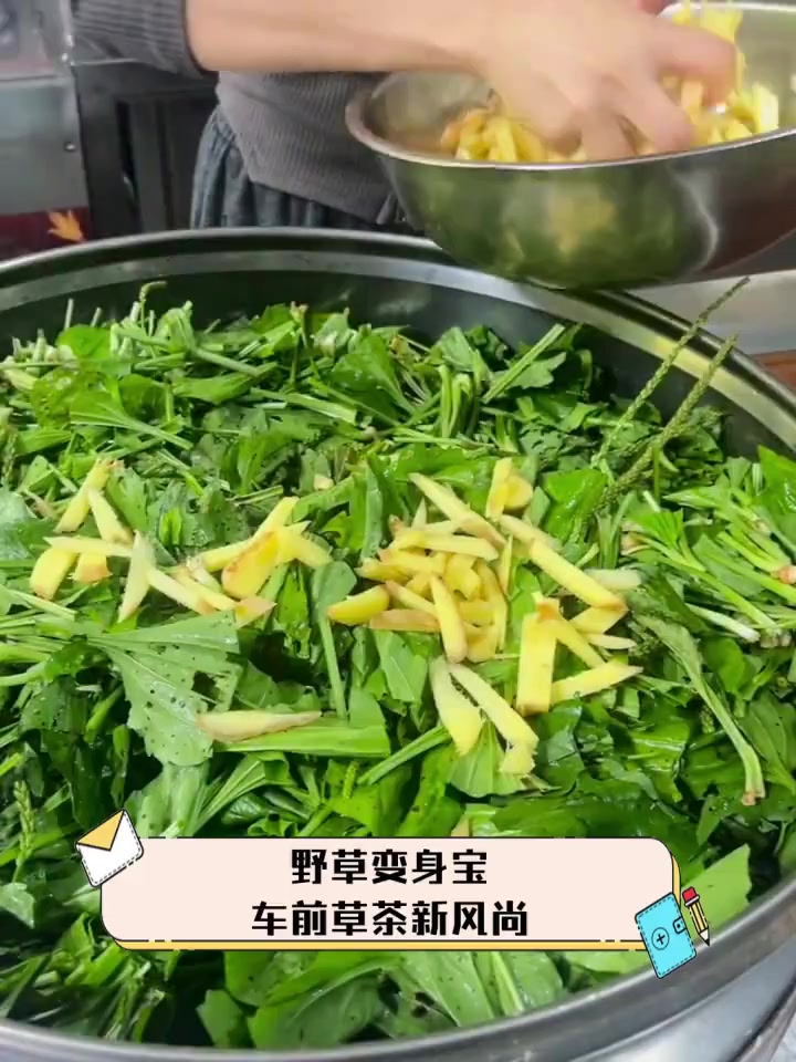 野草变身宝,车前草茶新风尚