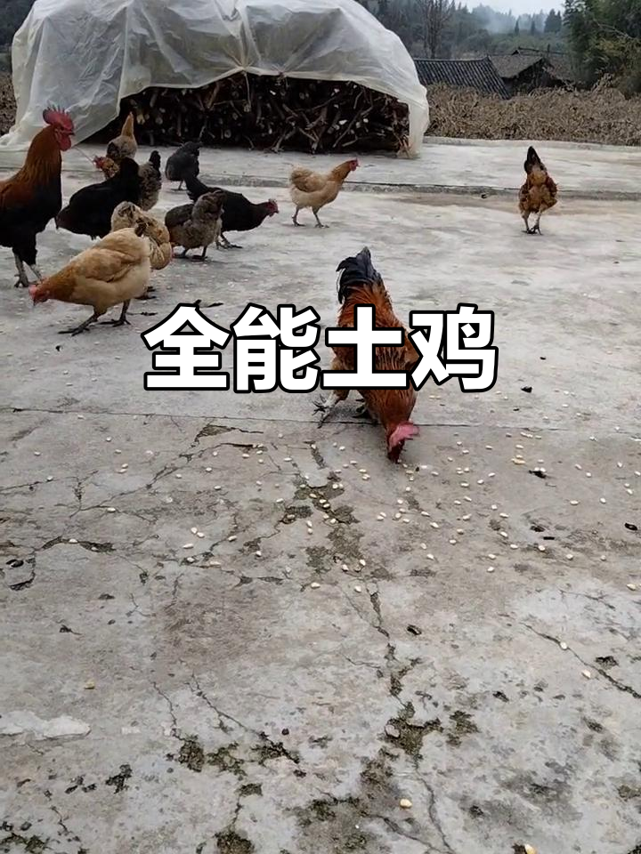 乡野土鸡,滋补全能,男女老少皆宜,吃后活力满满!