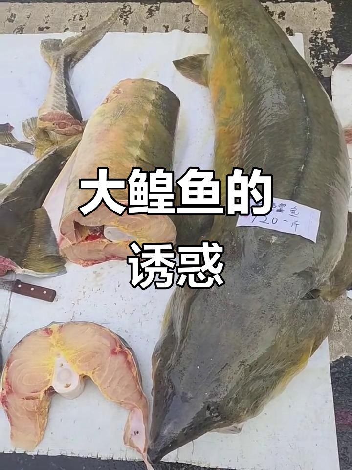 偶遇大鳇鱼,120元一斤,口感绝佳!