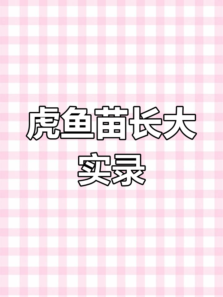 2023年虎鱼苗成长记:从苏虎到印尼,养殖经验分享