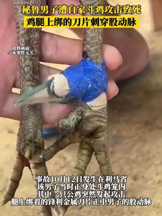 秘鲁男子遭自家斗鸡攻击致死,鸡腿上绑的刀片刺穿股动脉
