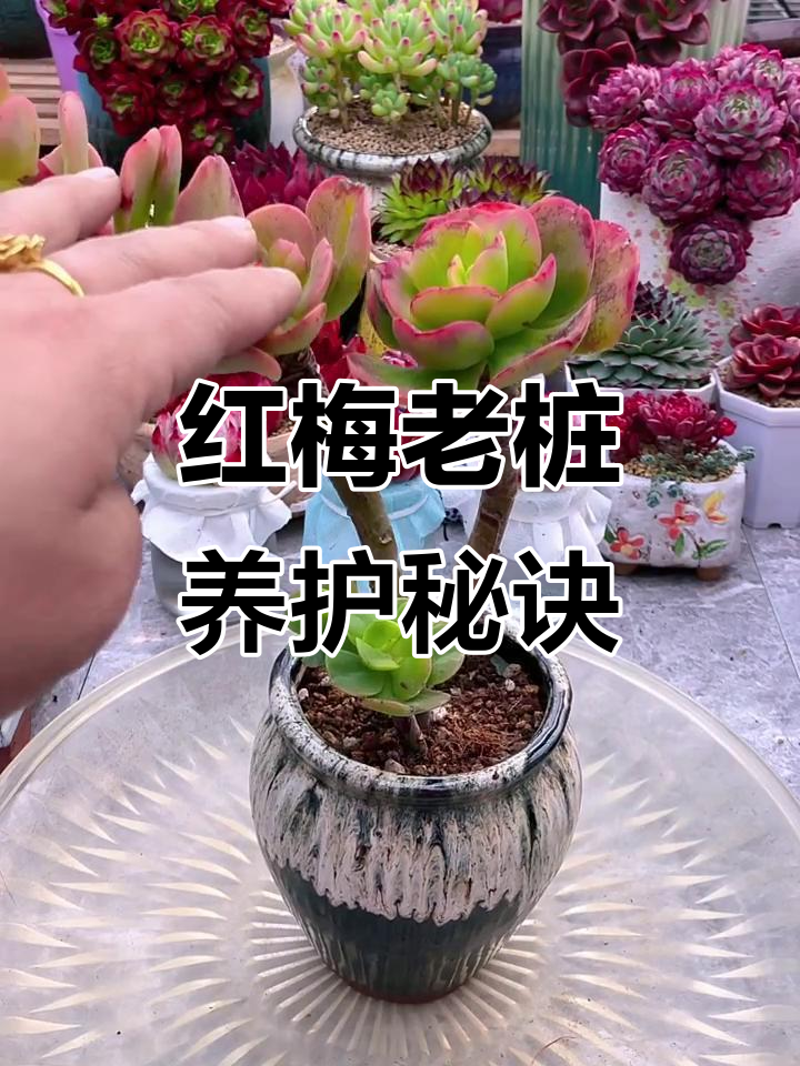 春耕时节,多肉植物爱好者分享红梅老桩养护技巧