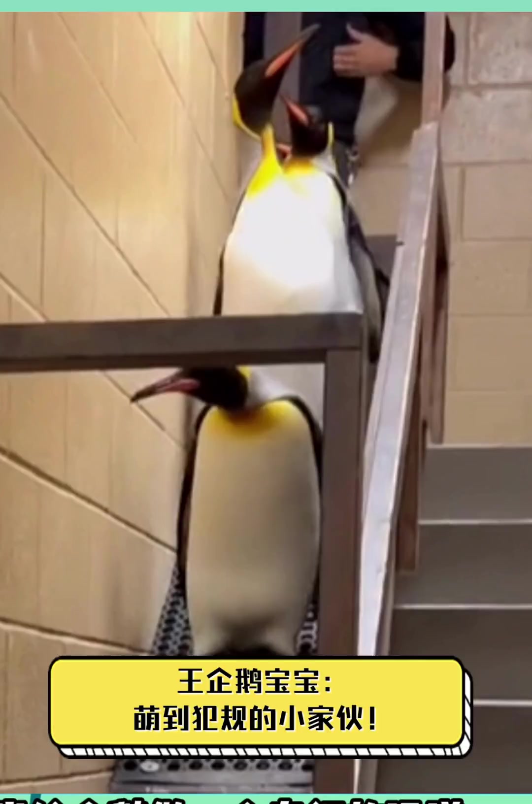 王企鹅宝宝:萌到犯规的小家伙!