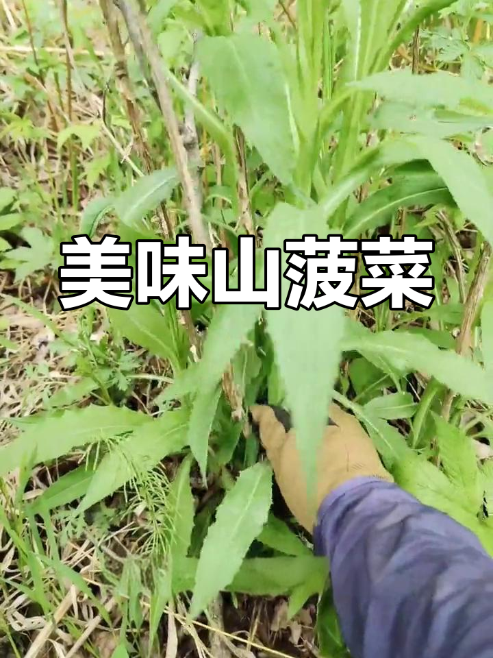 山菠菜的独特魅力,你吃过吗?