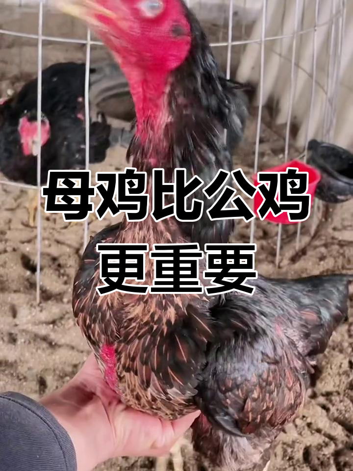 公鸡易选,母鸡难求!三棱加钢嘴斗鸡品质揭秘