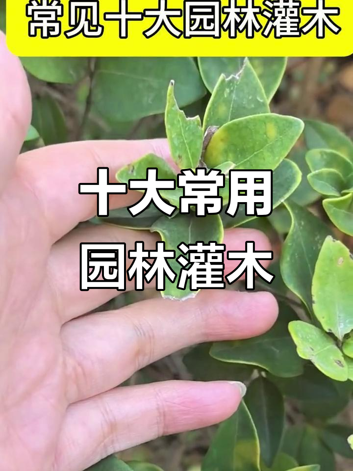 常见10种园林灌木,小区绿化必备