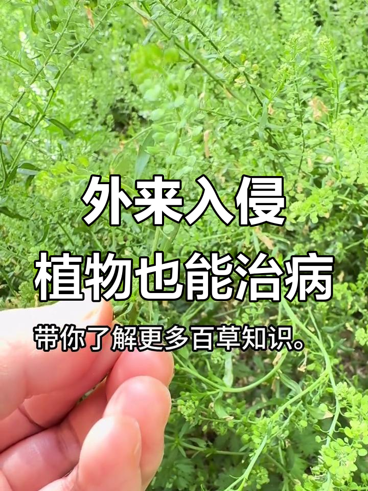 北美独行菜:野菜变良药,竟能替代胡椒调味