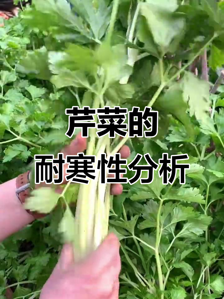 寒冷气候最适合!芹菜种植的温度与光照要求全解析