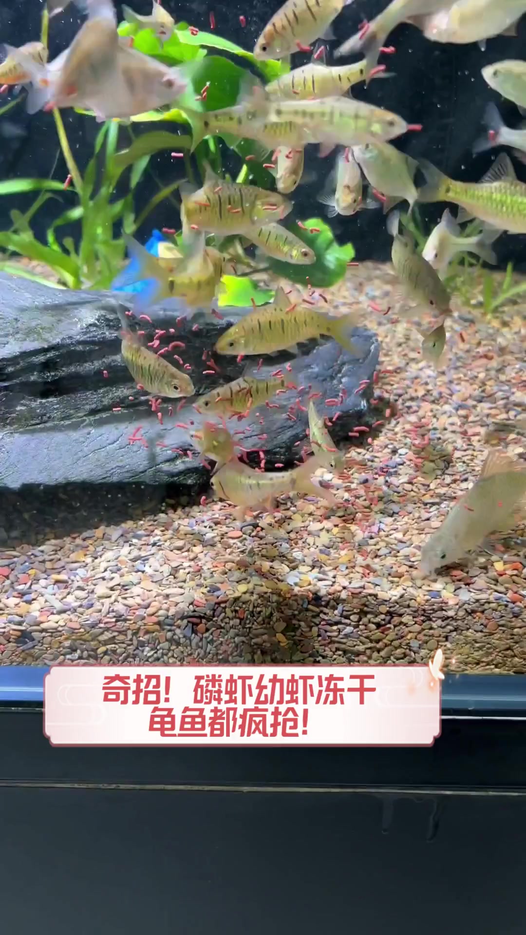 奇招!磷虾幼虾冻干,龟鱼都疯抢!