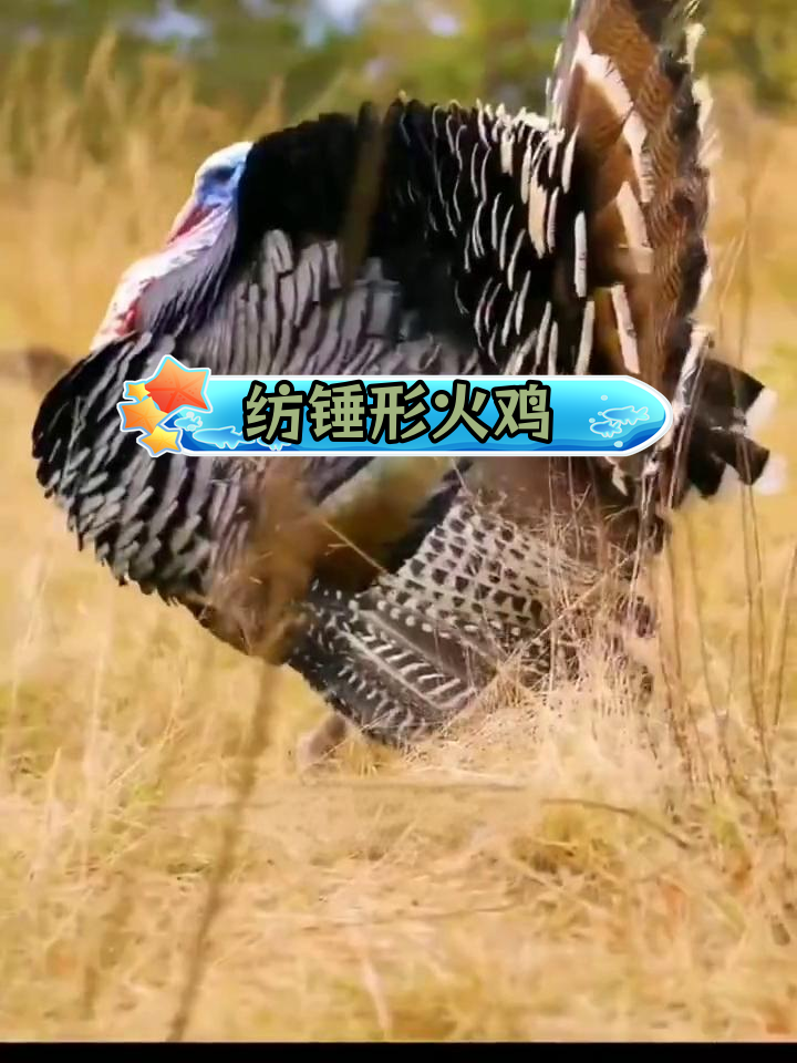 闽南火鸡的外貌特征