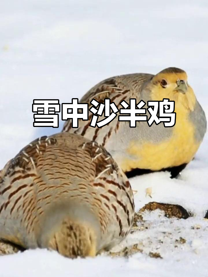 雪地小精灵沙半鸡,萌态十足!