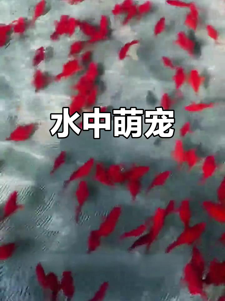这种鱼红润又圆胖，简直是水中的萌宠