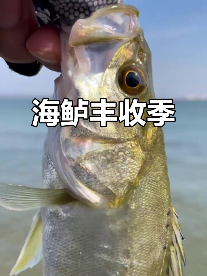 秋天海鲈鱼肥美，天津岸钓乐趣无穷！