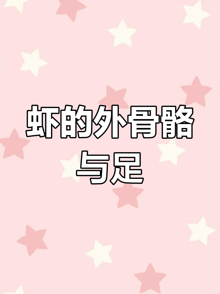 探索节肢动物:虾的解剖结构
