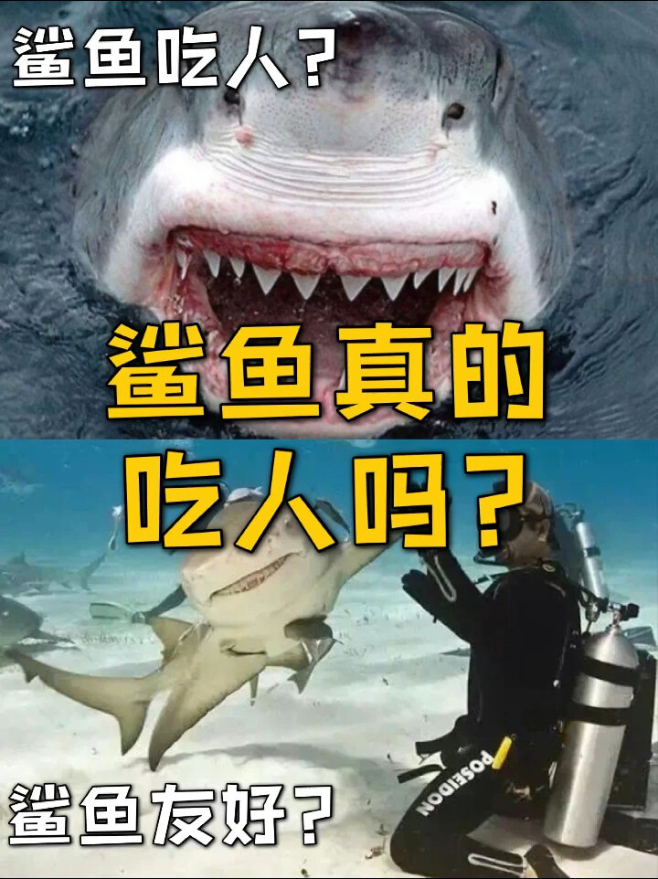 鲨鱼真的爱吃人吗?
