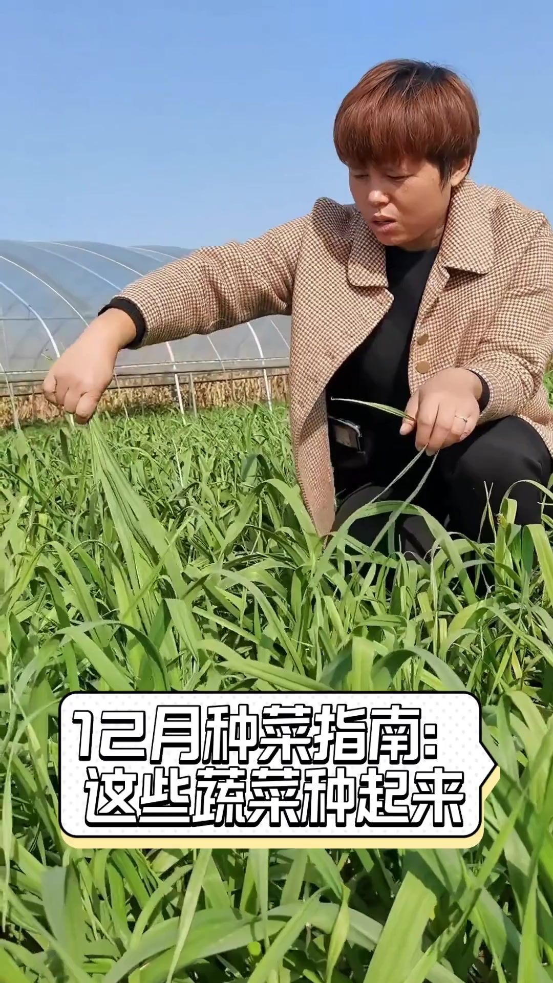 12月种菜指南:这些蔬菜种起来