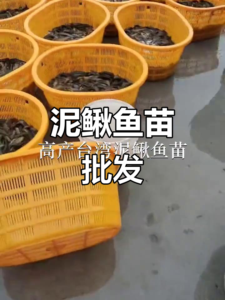台湾泥鳅鱼苗批发，深圳、东莞多地供应