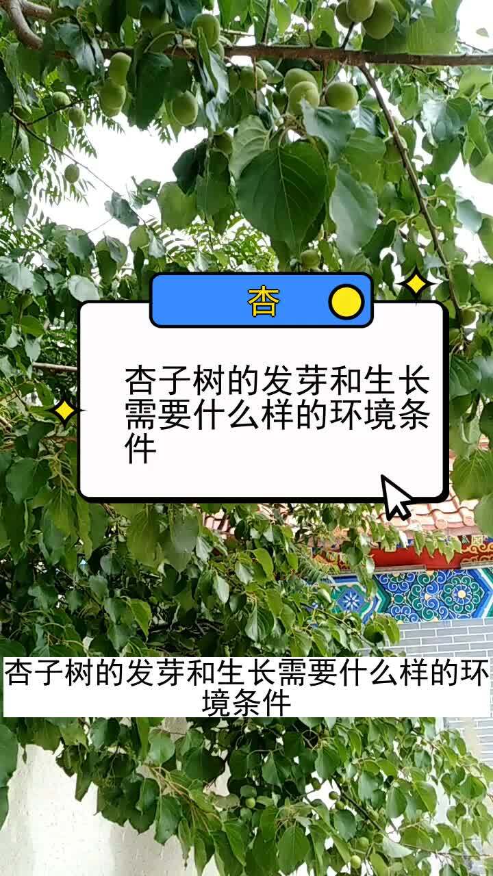 杏子树的发芽和生长需要什么样的环境条件