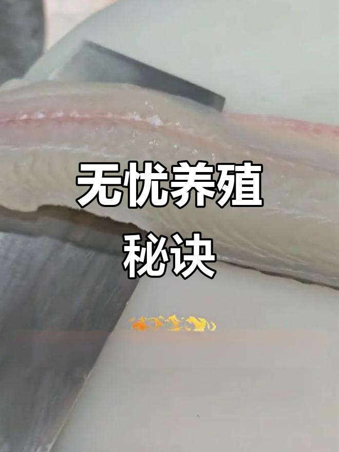 星空鲩鱼生长无忧,养殖环境彻底隔离寄生虫与污染