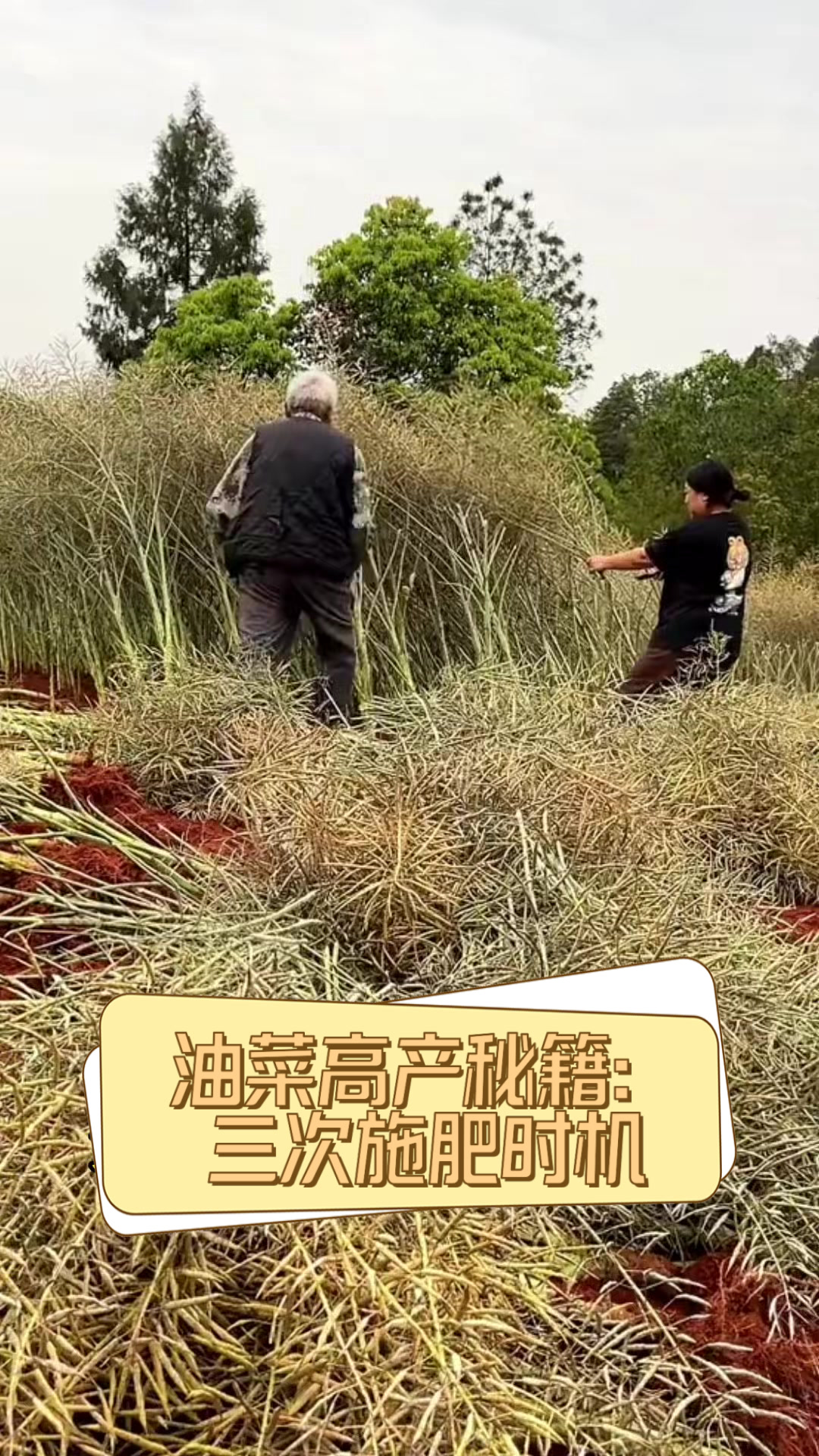 油菜高产秘籍:三次施肥时机