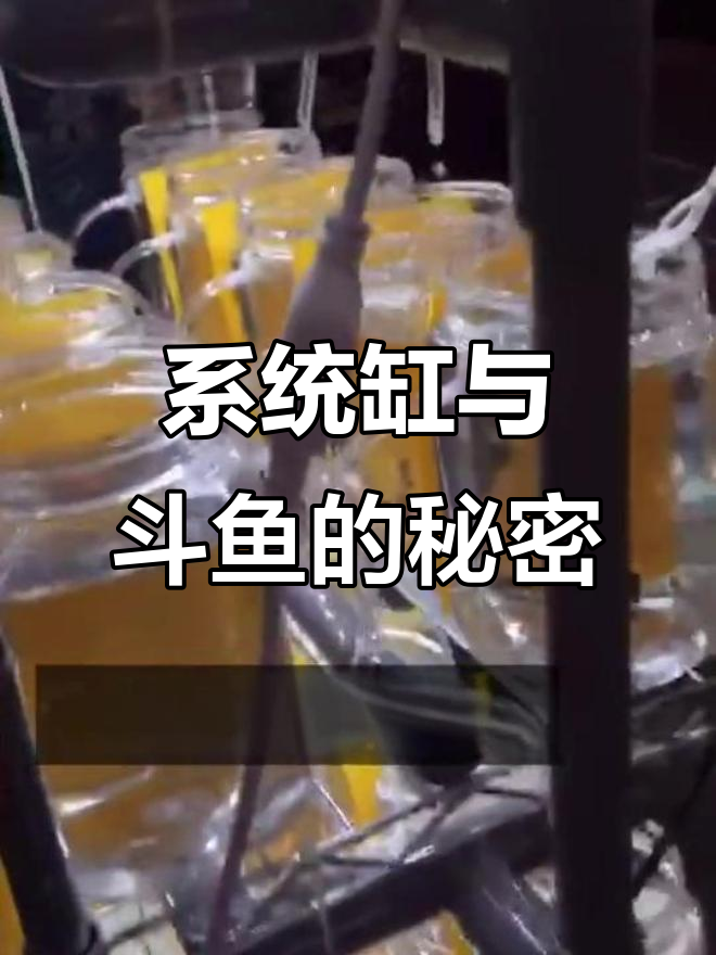 斗鱼系统缸揭秘,早了解这些事