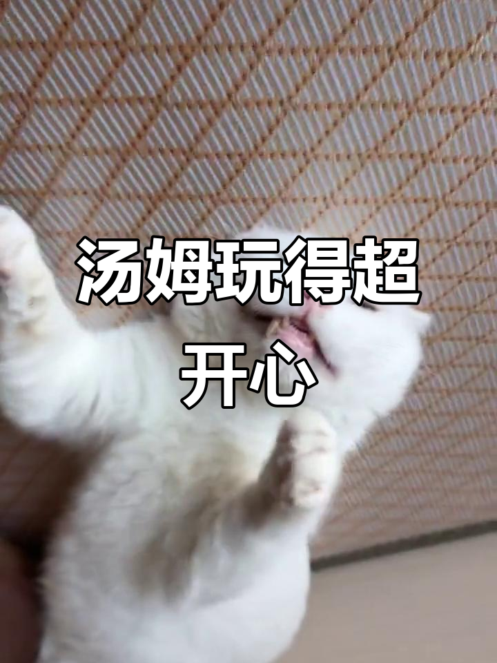 汤姆猫玩得不亦乐乎,拍桌子的搞笑瞬间