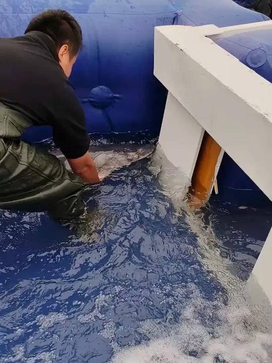 GOGOGO回家喽!一尾近2米长的中华鲟顺着白色滑道跃入长江。在“2025年中华鲟增殖放流