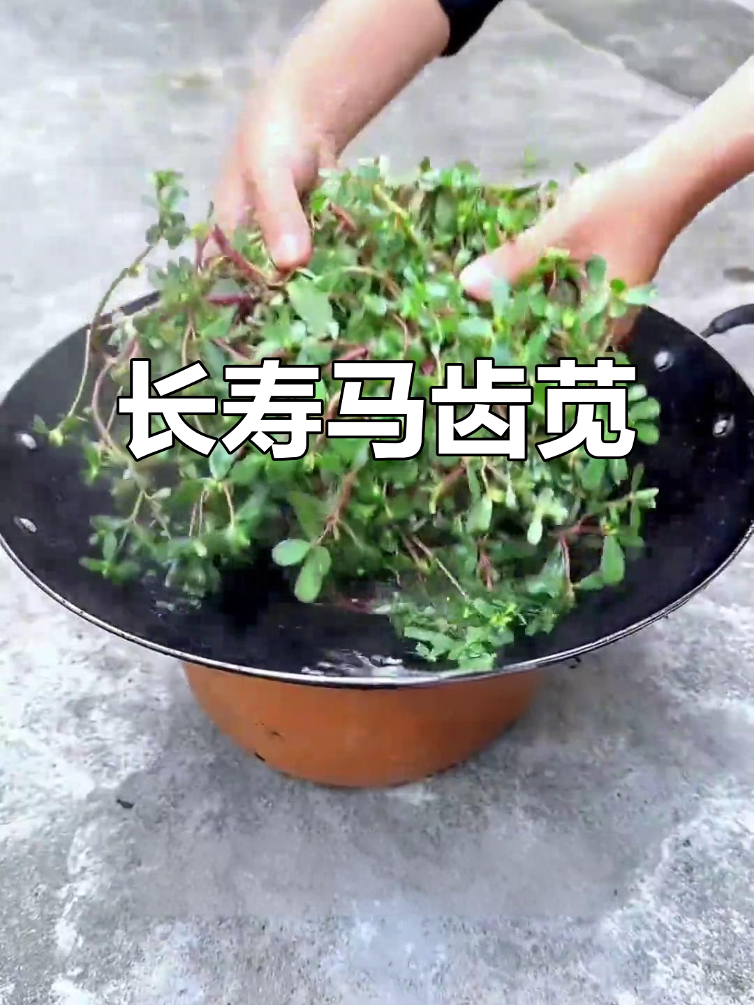 马齿苋:长寿菜、蚂蚱菜的秘密,你家乡叫它什么?