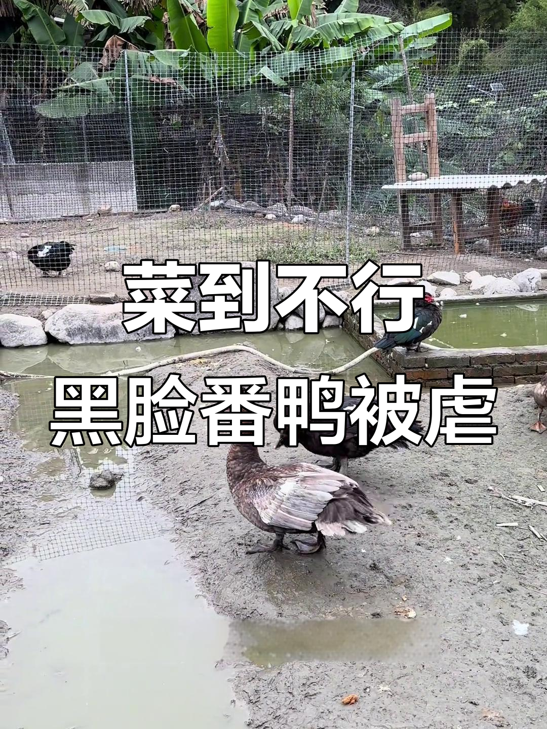 黑脸番鸭挑战失败,三秒都坚持不到!