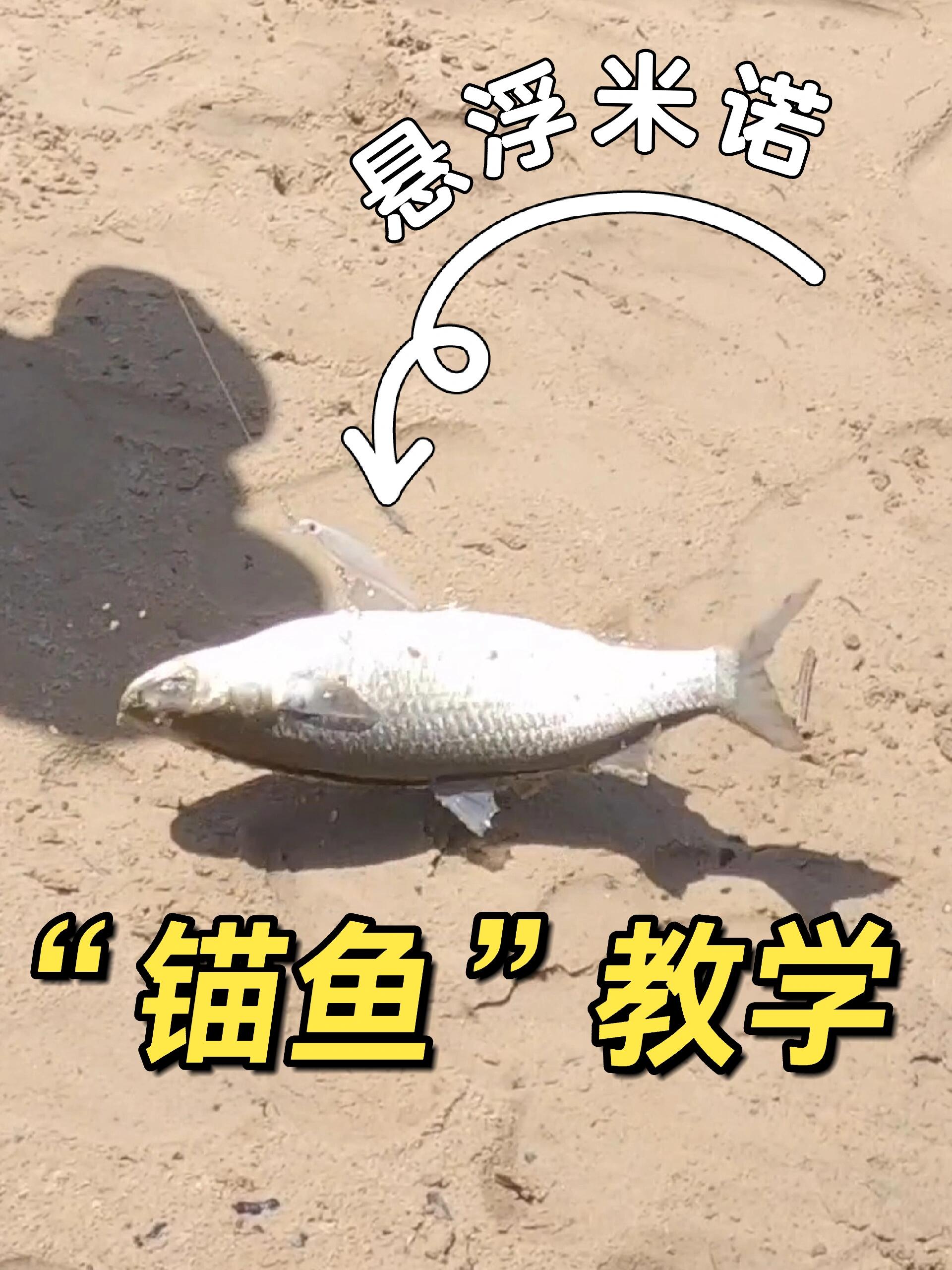 今天教大家怎么“锚鱼”