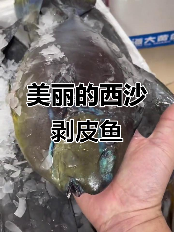 西沙扒皮牛,蓝精灵般的美丽海鲜
