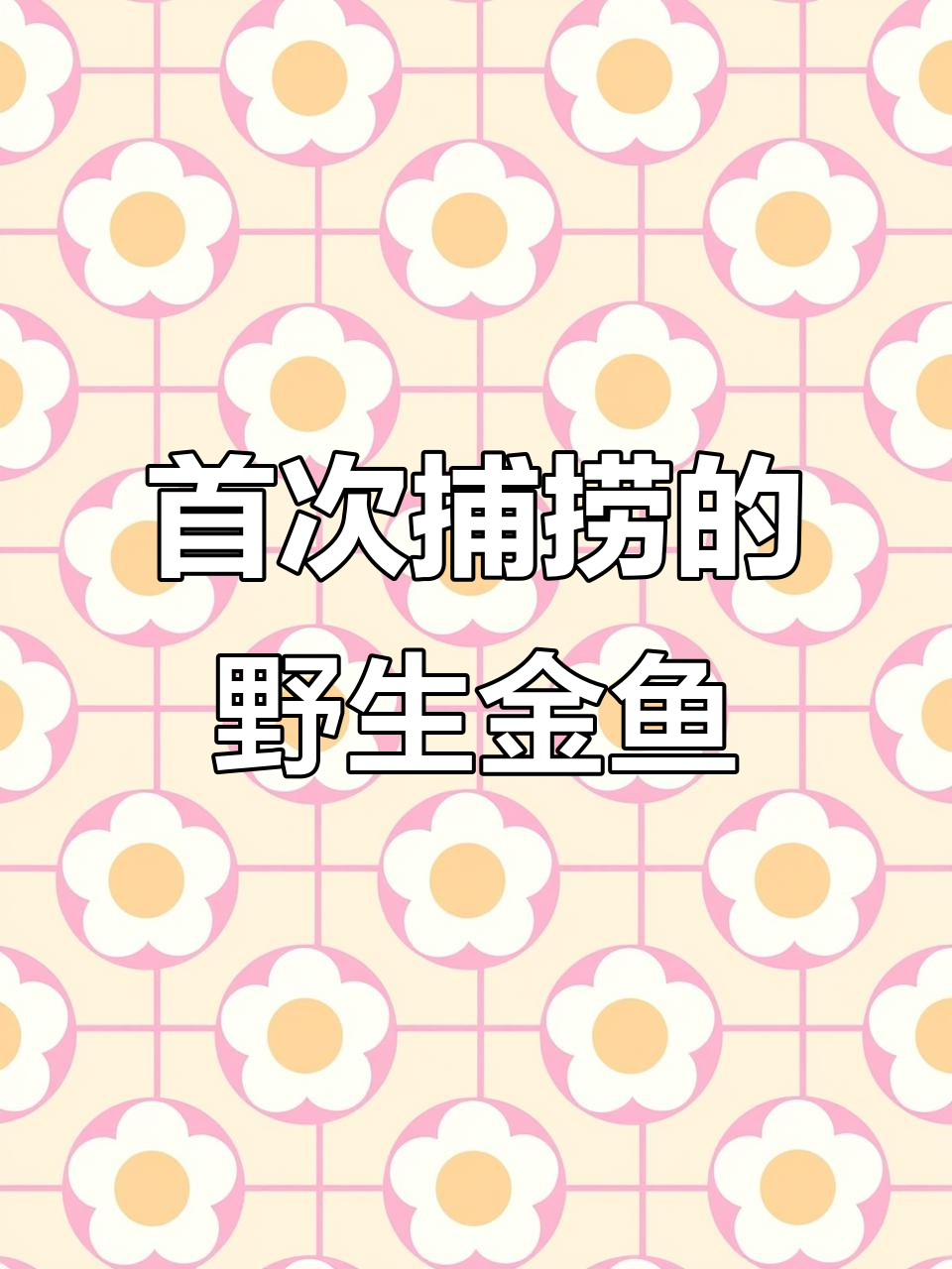 第一次钓到野生金鱼,鳞片闪闪惹人爱