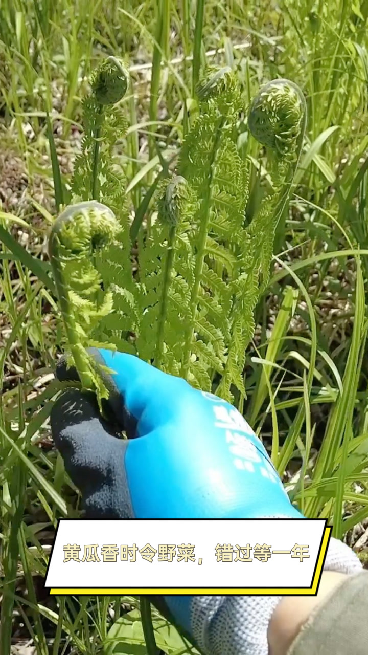 黄瓜香时令野菜,错过等一年