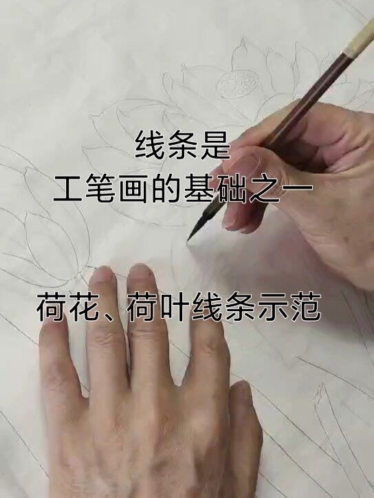 线描是工笔画的基础之一(荷花荷叶示范)