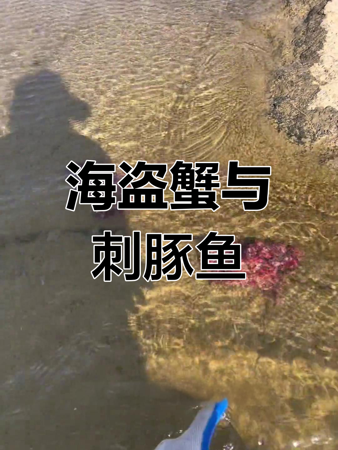 赶海抓到可爱刺豚鱼和海鲜大餐