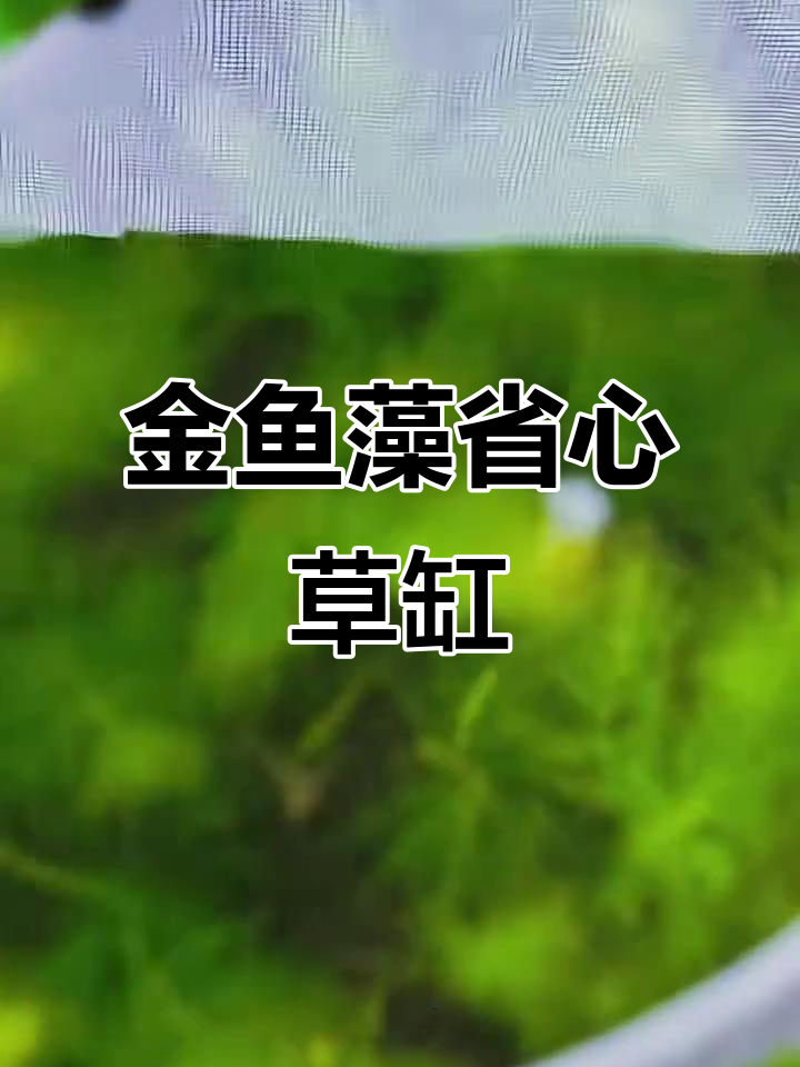 懒人必备金鱼藻，轻松打造小草缸