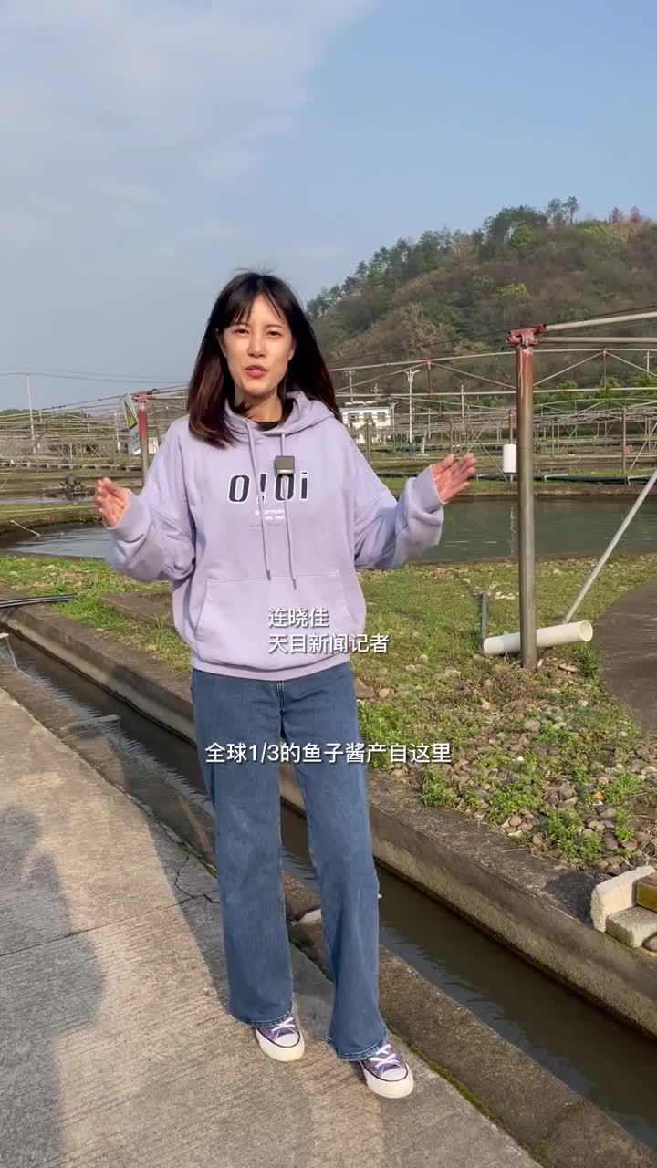 全球顶尖美食鱼子酱是怎么生产出来的